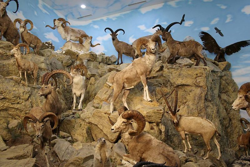 
Ungāra kolekcijā ir daudzi reti un unikāli augstkalnes dzīvnieku eksponāti.
