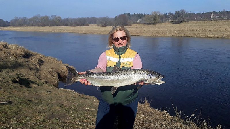 
Anitas lielā loze – 4,3 kg smagais lasis.
