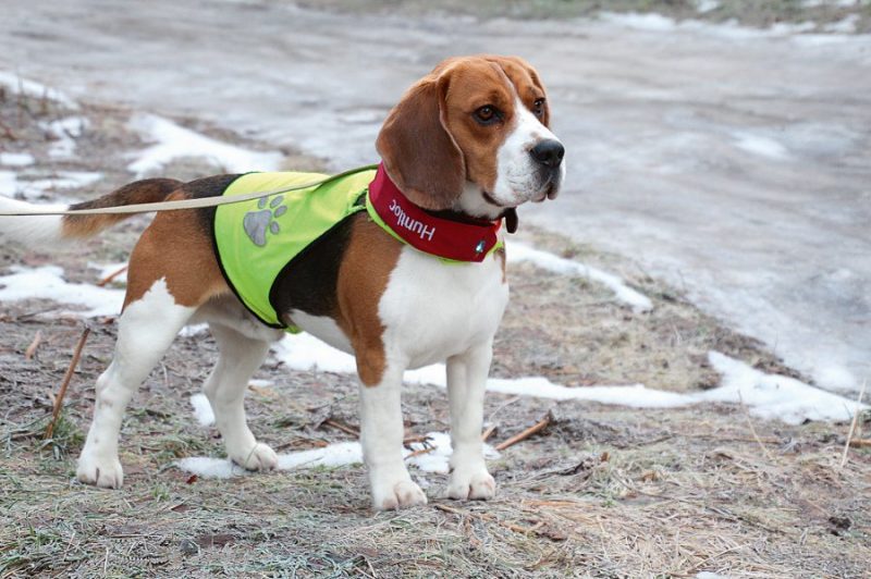 
Ja ir skaidrs, ka suni atsaukt nevarēs, labāk lietot GPS siksiņu, kas pasargās no daudzām briesmām.
