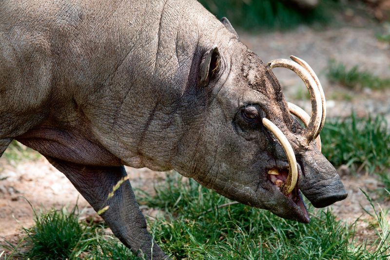 
Babirusa jeb briežcūka
