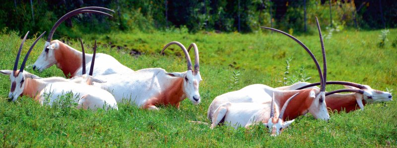 
Sahāras zobenragu antilope.
