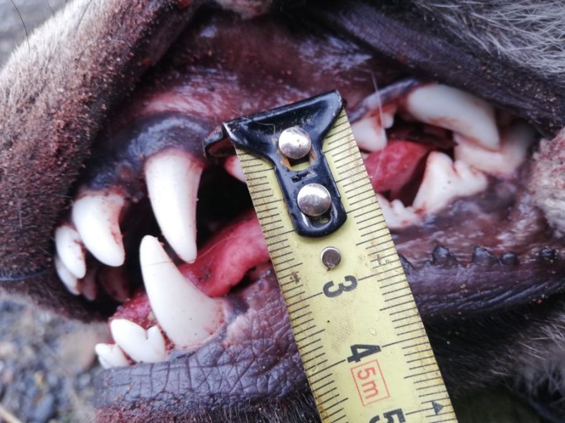 
Zobu attēls ļauj noteikt dzīvnieka vecumu.
