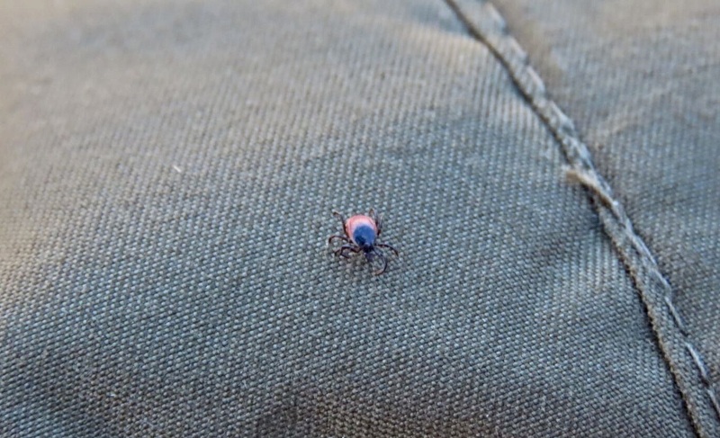 
Ērces parasti ir aktīvas no marta līdz oktobrim, taču tas ir atkarīgs nevis no kalendāra, bet gan no laika apstākļiem.
