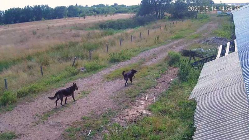 
Pie aitu saimniecības piefiksētie klaiņojošie suņi uzbrukuši dzīvniekiem aplokos.
