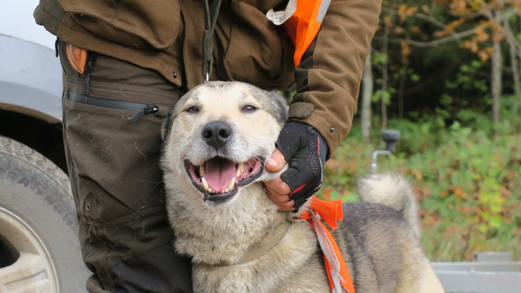 
Medībās sunim jābūt spilgtas krāsas kaklasiksnai vai citam elementam. Ja darba procesā tas saplīst, jārauga to nomainīt.
