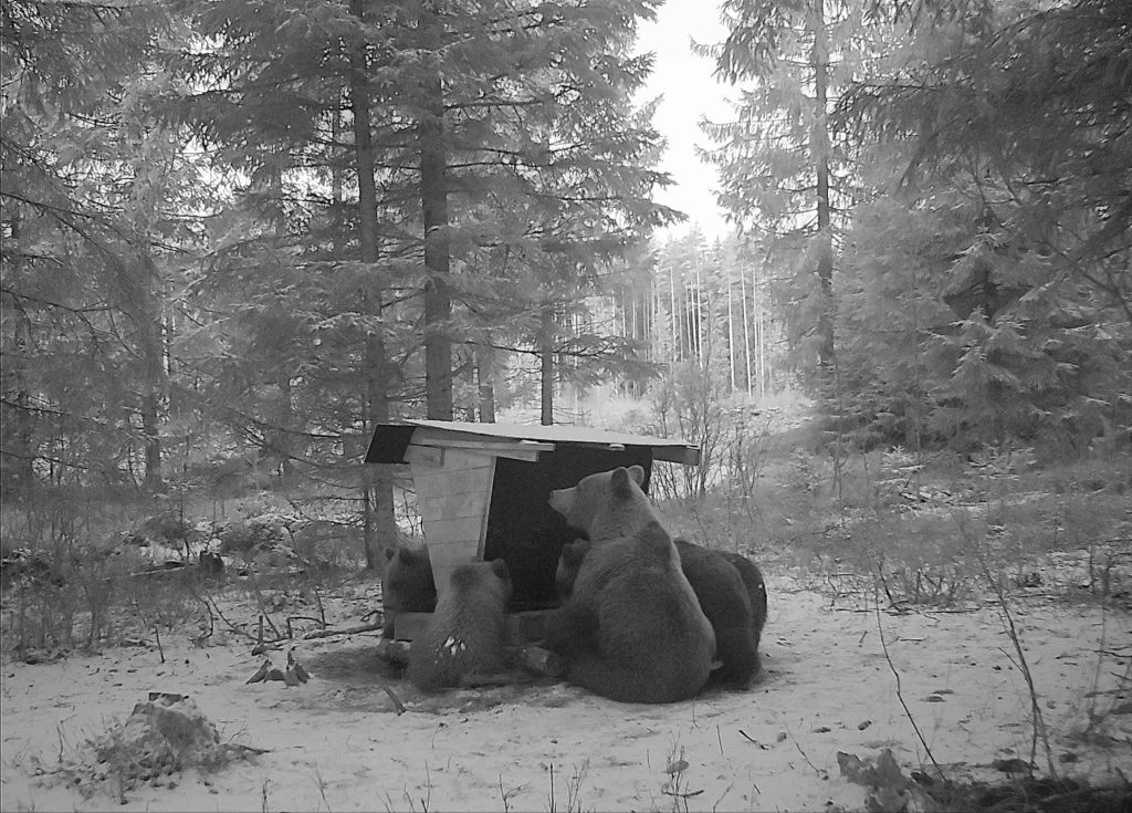
Igaunijā šobrīd ļoti sekmīgi sadzīvo ar 1100 lāčiem, notiek gan mežizstrāde, gan arī medības, tajā skaitā arī dzinējmedības.
