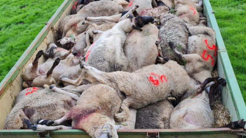 
Kopā 55 beigtas aitas ir bēdīgs rezultāts vilku uzbrukumam. Dzīvnieku līķus no ganībām atved piekabi
