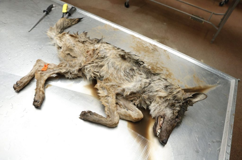 
Pagājušā gada izskaņā, Veluves meža Ziemeļu apvidū (Nīderlandē), dubļu peļķē tika atrasts miris vilcēns. Dzīvnieks tika nogādāts Nīderlandes savvaļas dzīvnieku veselības centrā (DHWC) Utrehtā, kur tika noskaidrots vilka nāves iemesls. 
