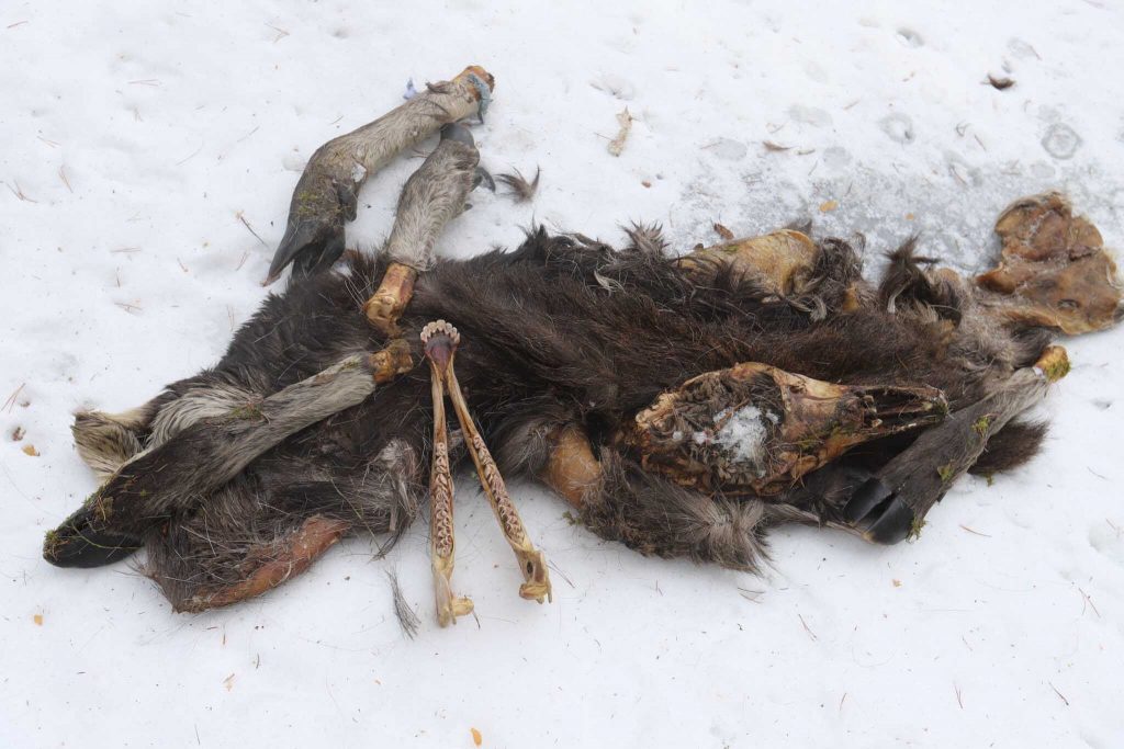 
Ekrānšāviņš
ŠĀDU VIETU aiz sevis mežā ir atstājis mednieks. Nomedīto aļņu pārpalikumi – ādas, kājas, galva. FOTO: GATIS BOGDANOVS
