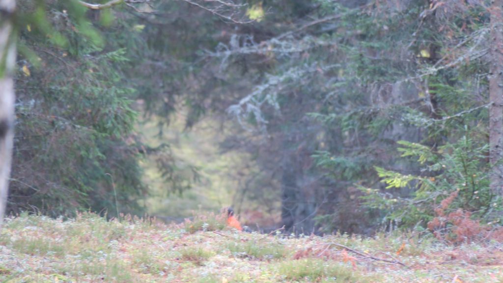 
Ar fotokameru pievelkot attēlu, kaut kas oranžs parādās. Attāluma ap 200 m.  Pievērsiet uzmanību mētrām un sūnām. To slānis vecā mežā var būt ļoti biezs. Šādā situācijā, tēmējot pa stirnu, kas skrien nedaudz zemāk par pakalna kori, joprojām pastāv risks trāpīt cilvēkam aiz pakalna. 
