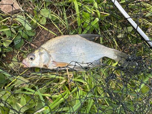 
Lenteņa klātbūtni zivīs var noteikt, pievēršot uzmanību zivju dīvainajai uzvedībai ūdenskrātuvē.
