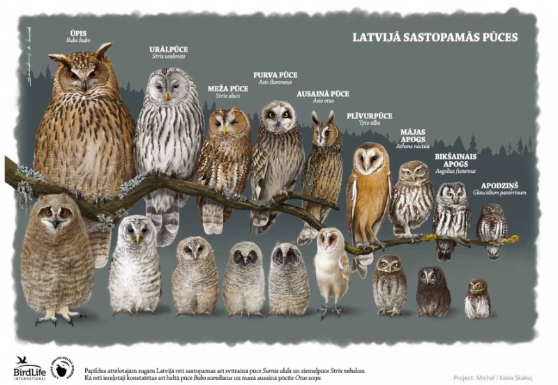 Latvijā sastopamās pūču sugas