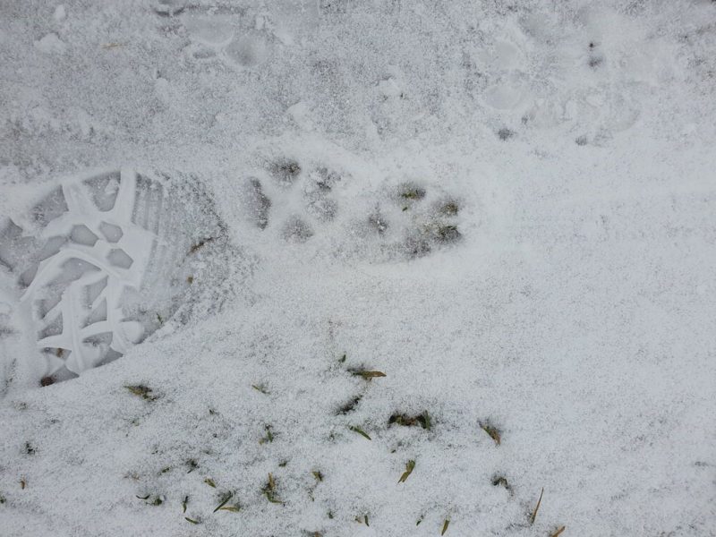 
Plāna sniega kārta uz sasalušas zemes ļauj precīzi noteikt, kad pēdas atstātas. Ja ir zināms, kad ir snidzis. 
