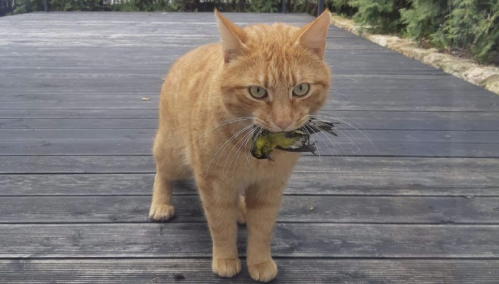 
Ģimenes kaķis nogalina ap 100 mazu zīdītāju un putnu gadā – vienkārši tāpēc, ka tas ir viņa dabā.
