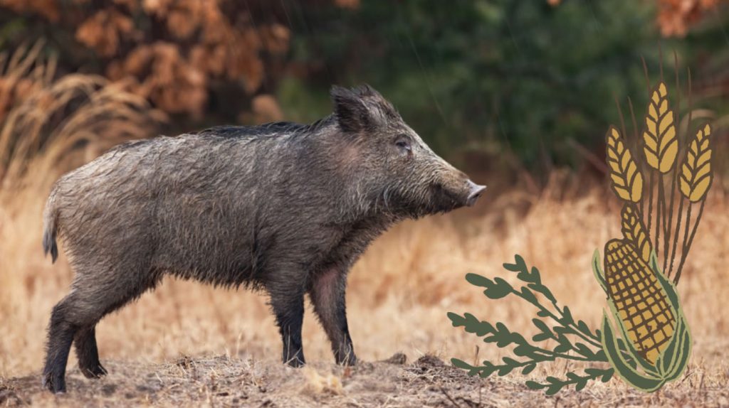 
Mežacūka. Ilustratīvs attēls.
