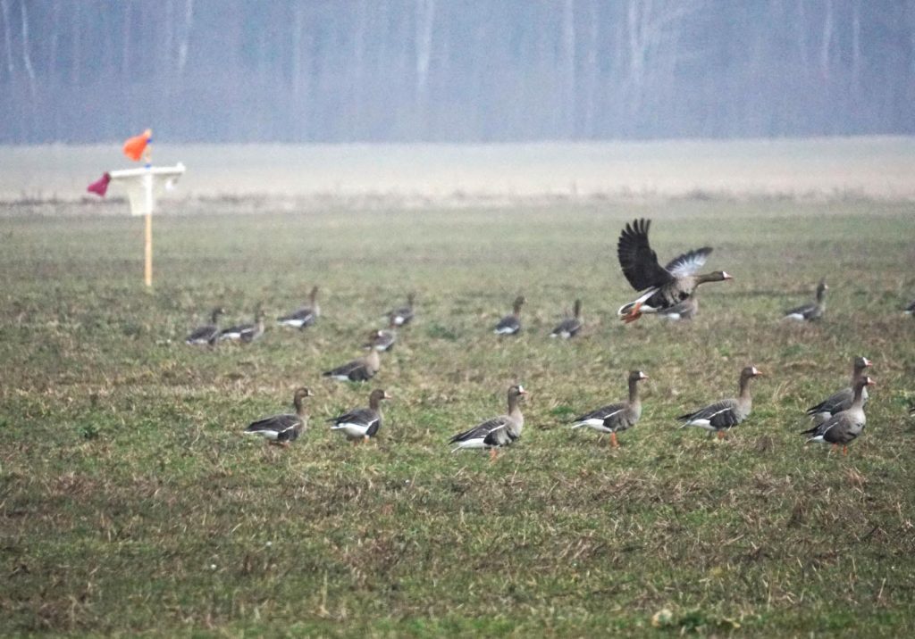 
Attēlam ilustratīva nozīme
