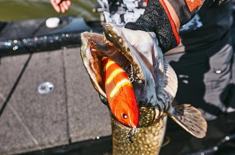 
Foto: Māris Cīlītis / Latvijas Mediji
