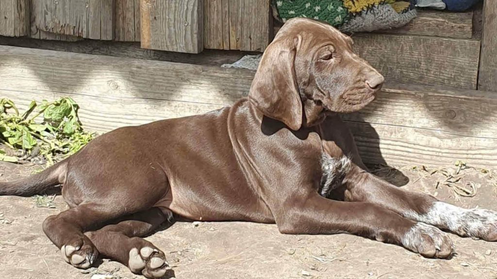 
Kurchārs vārdā Brutus
