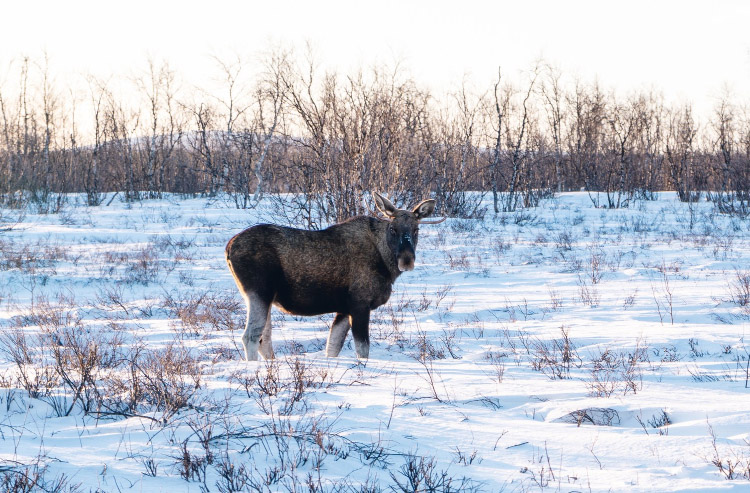 
Attēlam ilustratīva nozīme
