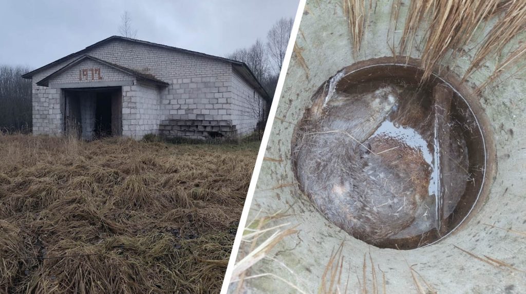 
Foto pa kreisi – Nenoslēgtā meliorācijas aka ir netālu no šīs pamestās fermas.
Foto pa labi – Briedis akā gulējis jau kādu laiku.
