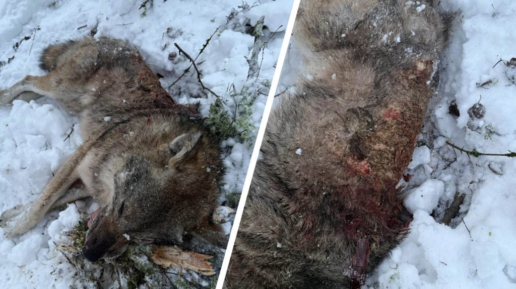 
Nomedītais vilks bija invadēts ar kašķi.
