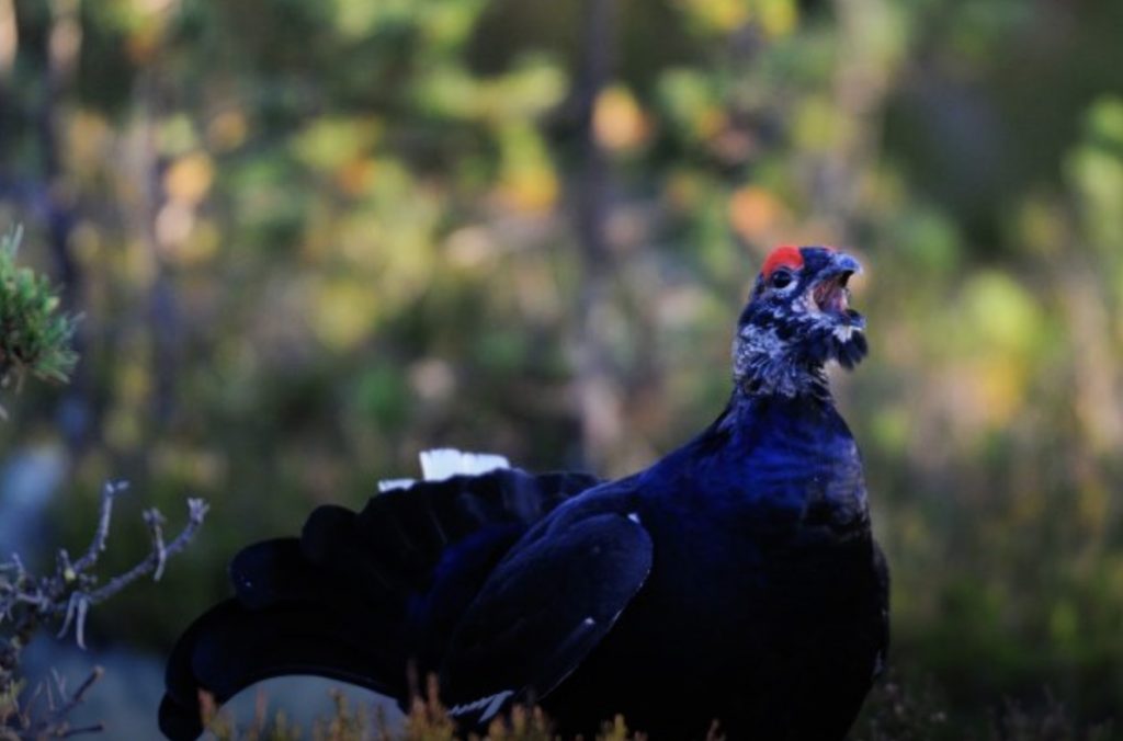 
Attēlam ilustratīva nozīme
