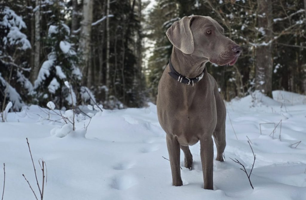 
Attēlam ilustratīva nozīme
