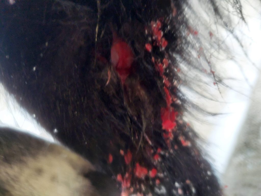 
Bojāti ir tikai ķepas mīkstie audi.
