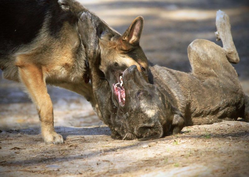 
Pirms vainot notikušajā vilkus, ir vērts noskaidrot, vai tas tiešām tā ir b
