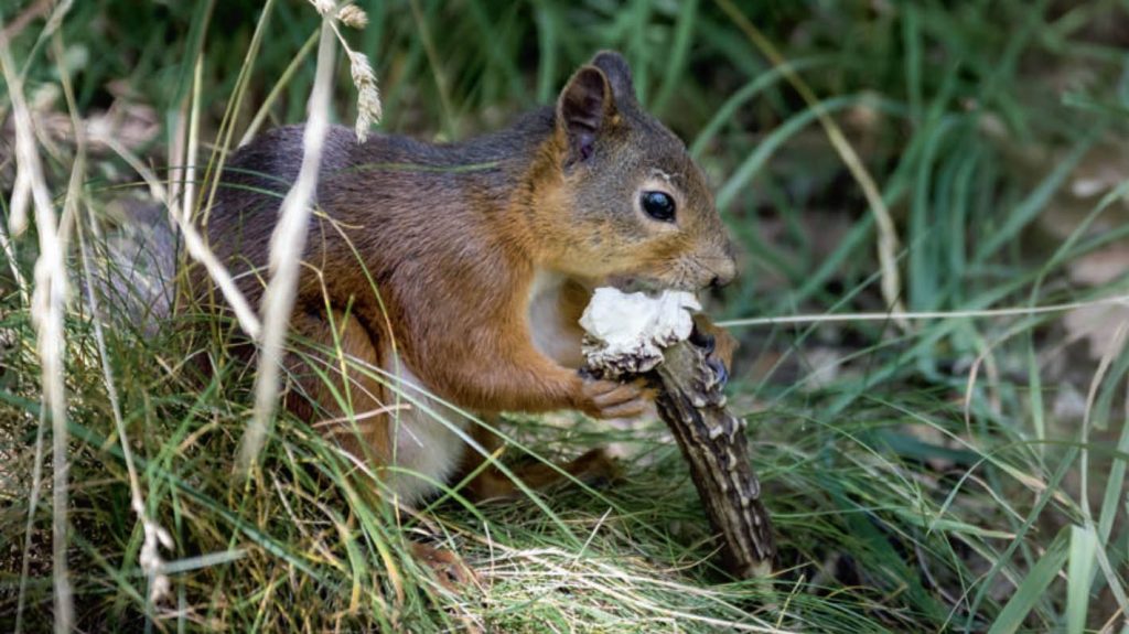 
Ir novērots, ka vāveres visbiežāk ir tie grauzēji, kuru zobu pēdas ir redzamas uz atrastajiem ragiem.
