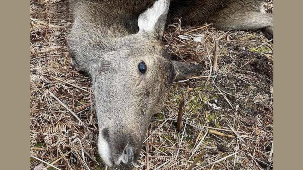 
2023./2024. gada sezonā tika nomedīti gandrīz 25 tūkstoši staltbriežu, nākamajā sezonā jau ap 29,5 tūkstošiem, bet šajā sezonā skaits tuvojas 30 tūkstošiem. Tas nozīmē, ka populācijas samazināšana jau notiek. Taču medību saimniecība nav lielveikals, kur vienā brīdī var “izpirkt” populāciju – tai ir būtiska inerce.
