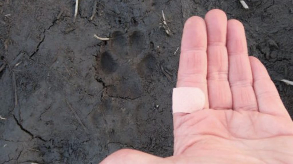 
Lapsas pēda mitrā, bet blīvā zemē. Nospiedums ir skaidrs, nagu spicītes skaidri redzamas. Pēda ir mazāk nekā dienu veca.
