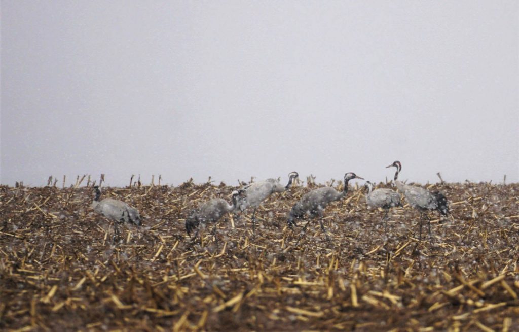 
Attēlam ilustratīva nozīme
