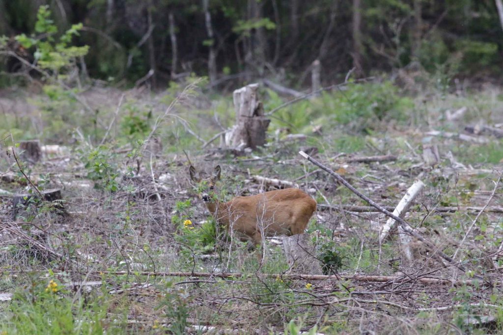 
Tas ir svarīgs signāls. Aļņu un stirnu klātbūtnes rādītāji monitoringā turpina samazināties, savukārt staltbriedis jau vairākas sezonas turas stabilā līmenī.
