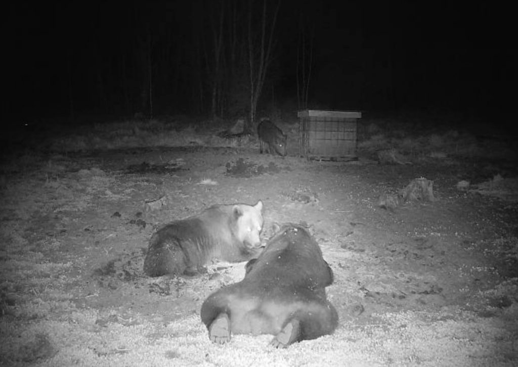 
Līdzsvaru cilvēku un dzīvnieku līdzāspastāvēšanā palīdz uzturēt saprātīga un zinātnē balstīta lielo plēsēju apsaimniekošana, nepieļaujot dzīvnieku piebarošanu, kontrolējot atkritumu pieejamību un samazinot situācijas, kurās dzīvnieki pierod pie cilvēka klātbūtnes.
