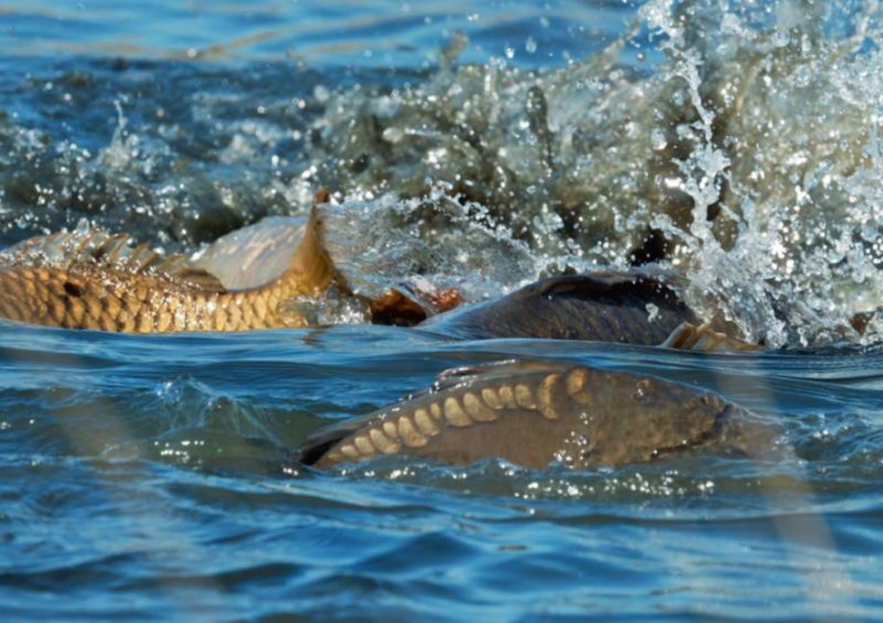 
Karpas
