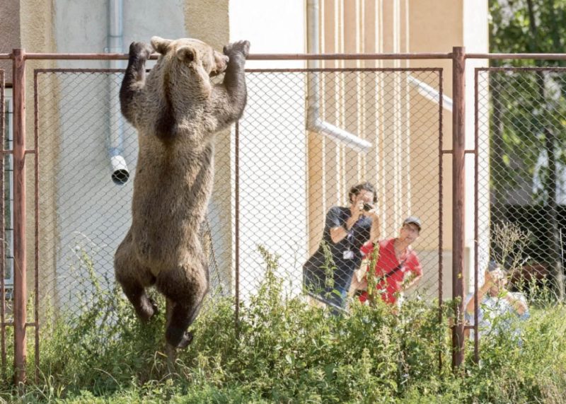
Rumānijā lācis mēģina pārrāpties pār žogu, lai iekļūtu kādas skolas teritorijā. Šajā valstī lāči arvien biežāk parādās apdzīvoto vietu tuvumā, jo dabiskā vidē tiem trūkst barības.
