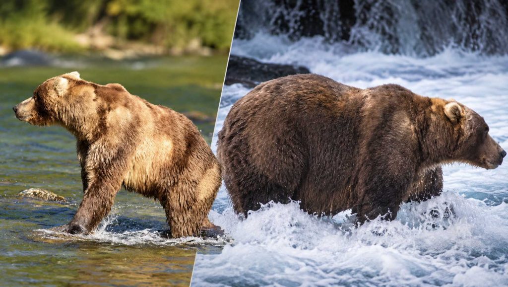 
2026. gada Fat Bear Week uzvarētājs lācis Backpack
