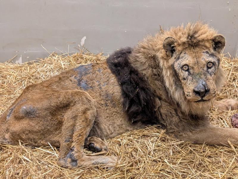 
Lauvas, kas izņemtas no Klaipēdas zooloģiskā dārza.
